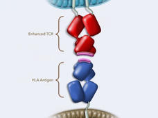 Illustration shows a T-cell receptor binding to HLA-presenting antigens (protein fragments) on cancer cells. 