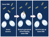 A progression diagram showing bacteria being programmed to become "biosensors."