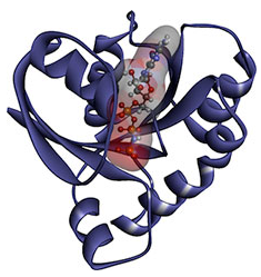 Often described as heart-shaped, the RAS protein plays an important role in cell division and growth.