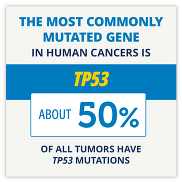 The most commonly mutated gene in human cancer is TP53. About 50% of all tumors have TP53 mutations.