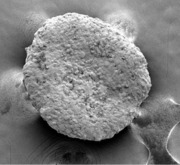 Experimental Treatment Uses Engineered Fat Cells to “Starve” Tumors