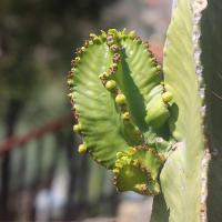 The Euphorbia resinifera plant, a cactus-like plant native to North Africa.