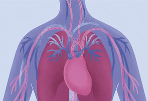 An illustration of the human body showing the heart, lungs, and veins.