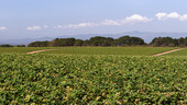 Rows of strawberries growing on a central coast farm.