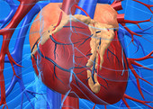 image of heart inside body
