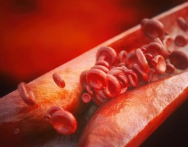 blood cells in an artery