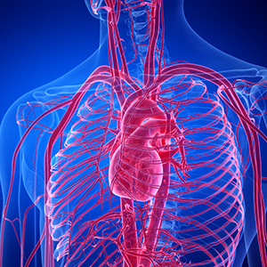 3D rendering of the circulatory system in the upper torso