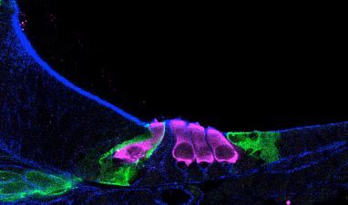 Sensory hair cells in the inner ear.