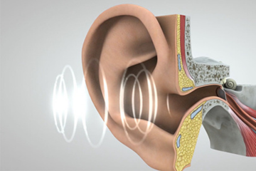 Journey of Sound to the Brain