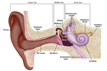 Diagram of outer, middle, and inner ear.