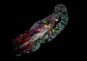 fluorescent imaging of microbes