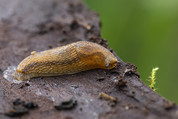 Slug