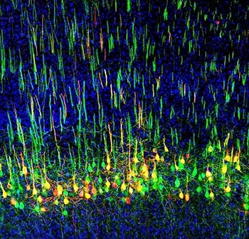 Fluorescently labeled corticospinal neurons