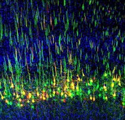 corticospinal neurons sized