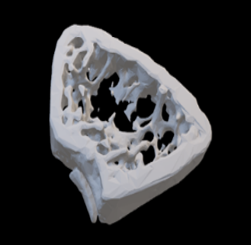 3D rendering of density of mouse bone