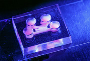 photo of a postage stamp-sized plastic block embedded with microchannels and tiny chambers