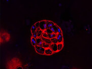 Scientific photo of cells
