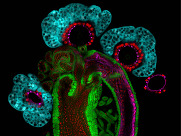 scientific image of fluorescently stained reproductive system of the female fruit fly.