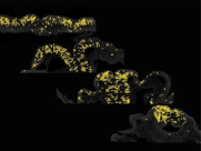 Scientific image of yellow cells