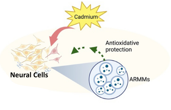 Illistrative depiction of neural cells being protected by ARMMs and the antioxidative protection they provide against cadmium.