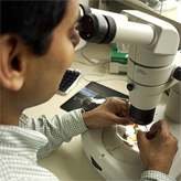 Man looking in microscope
