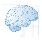 Image of brain