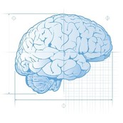 Vector drawing of a brain