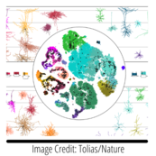 A multicolor visualization of the mouse MOp transcriptomic taxonomy overlaid with mapped neuronal cells