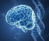 An illustration of a human brain and DNA sequence