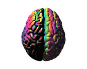 A colored illustration of a human brain