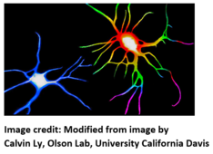 False-colored image of two cells, rainbow-colored cell is treated with LSD, while the control is blue. 