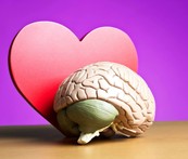 Model of human brain in front of a red cut-out heart.