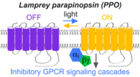 A drawing of parapinopsin, a photoswitchable GPCR that can be turned on using UV light and turned off using amber light. 