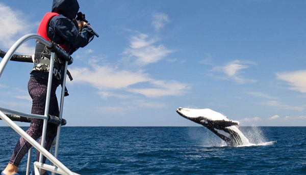 A woman on a boat points a darting device at a breaching humpback whale.