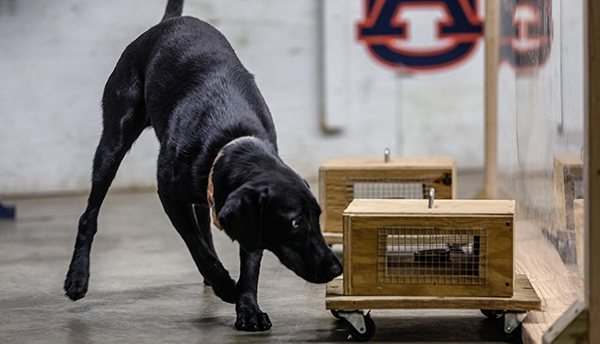 A black dog sniffs a wooden box during a training session.