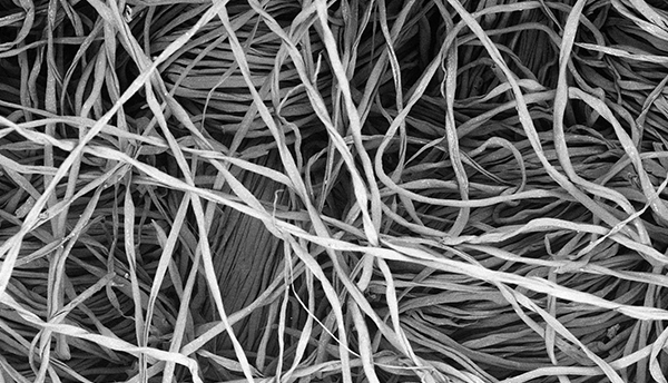 Microscope image shows tangled fibers of cotton flannel.