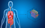 see through human body with organs on the left with an arrow pointing to a schematic of the body cube
