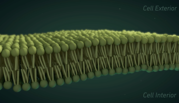 Still from animation shows a cross section of the cell membrane with protein heads facing out and tails facing in.