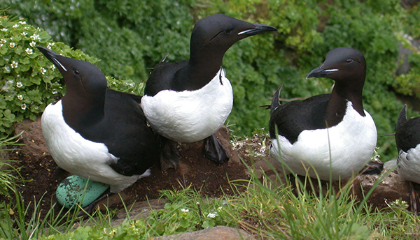 Three birds with black heads and white chests stand in the grass, with a teal-colored egg visible under one of them.