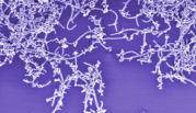 Carbon nanotubes appear as white lines on a purple background in a colorized micrograph.