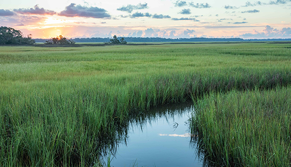 The sun rises over a green marsh with an open channel of water running through it.