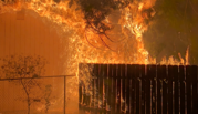 A burning wooden fence shoots flames up into a nearby tree and toward a nearby shed.