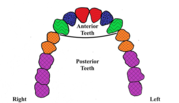 Diagram shows the upper human teeth with different colors for incisors, canines, etc. 