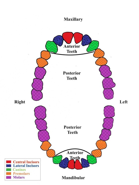 Illustration of a typical human dentition viewed in standard anatomical position.