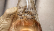 A gloved hand holds a glass flask partly full of pinkish liquid, with a label in marker saying in part "NISTCHO RCB."