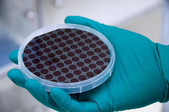 Perfect mirror: A gloved hand holds a circular dish with a gridlike pattern of smaller black circles inside.