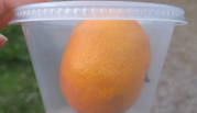 A small orange is packaged inside a clear plastic cup with a lid. 
