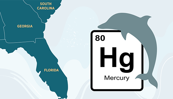 Map shows Florida, Georgia and part of South Carolina; over the ocean is a periodic table block for mercury alongside a dolphin shape.