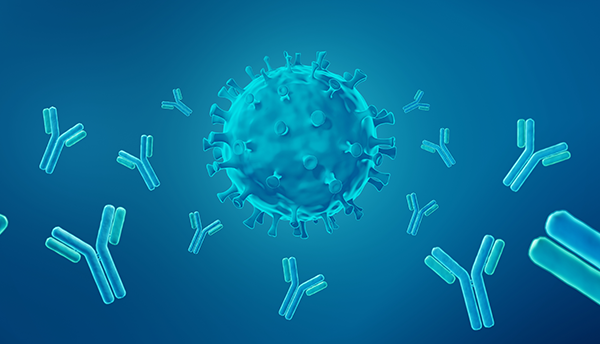 A spherical, spiky virus is approached on all sides by Y-shaped antibodies. 