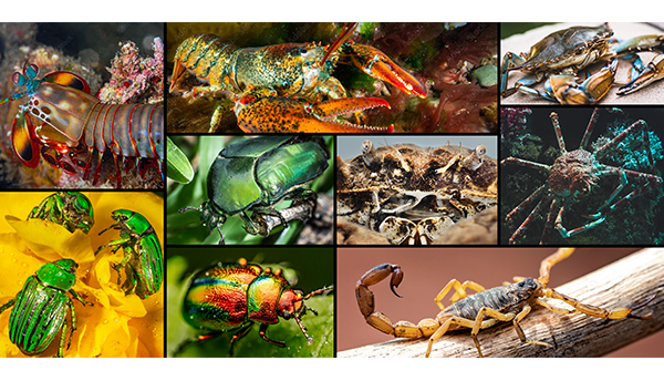 Composite image including green beetles, crabs, lobster, scorpion and a mantis shrimp.